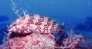 Grouper Fish.Mahebourg south coast Mauritius-Republic of ... by Jean-Yves Bignoux 